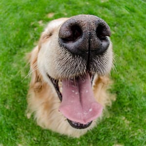 Gezelschapsdieren - Dierenartsenpraktijk Vriezenveen