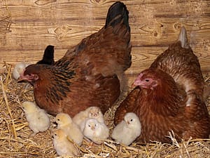 Lees meer over het artikel Landbouwnormen 2019 gepubliceerd