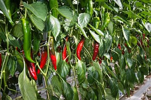 Lees meer over het artikel Nederland sluit belastingverdrag met Chili