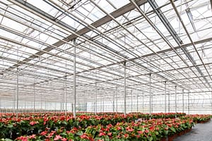 Lees meer over het artikel Fiscale klimaatmaatregelen glastuinbouw