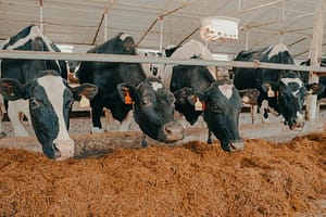 Lees meer over het artikel Aangepaste emissiefactoren bij aanpak piekbelasting en Lbv