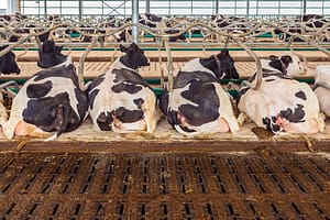 Lees meer over het artikel Gehalten dikke fractie na mestscheiding niet aannemelijk