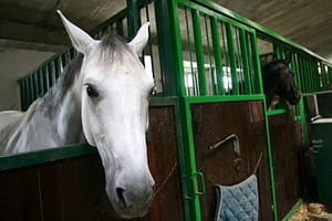 Lees meer over het artikel Paardenaccommodatie als onderdeel van de eigen woning?