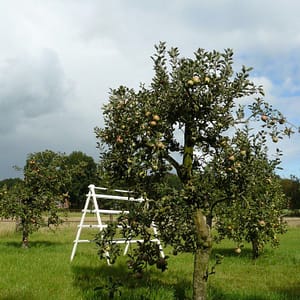 Appelboom Dijkmanszoet