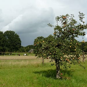 Appelboom Rode Boskoop