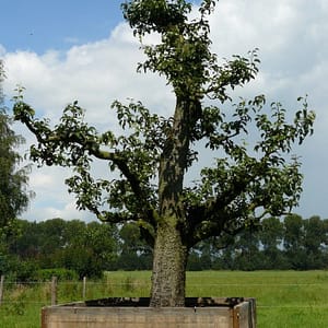Oude perenboom Doyenne du comice