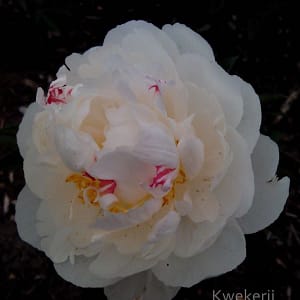Pioenroos ‘Gardenia’