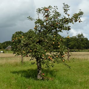 Oude appelbomen