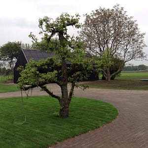 Oude perenboom Conference