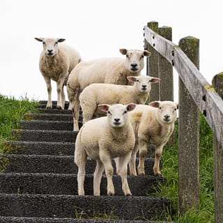 Texel