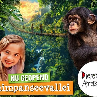 Dierenpark Amersfoort nieuwe bezienswaardigheid is de Chimpanseevallei