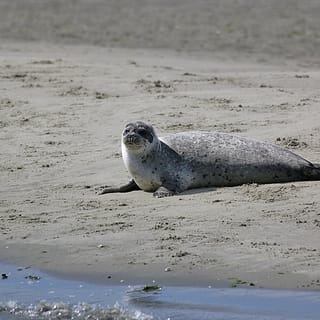 Zeehondensafari