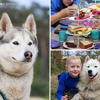 Dutch Husky Experience en High Tea in Epe