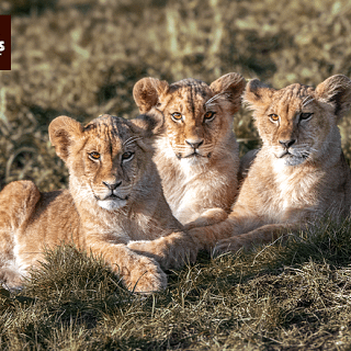 Dierentuin Wildlands in Emmen