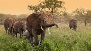 MWVwNXRI-zuid-afrika_kudde-olifanten_b_brochure2020