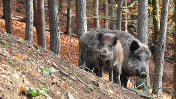 35541_6533b6732f2597b8690550547c10ba04