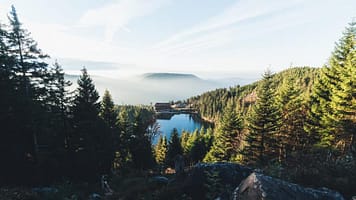 294599_zwarte-woud-adobestock-305187228