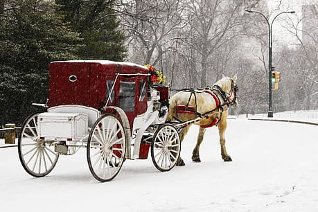 Romantische paardenkoets tour