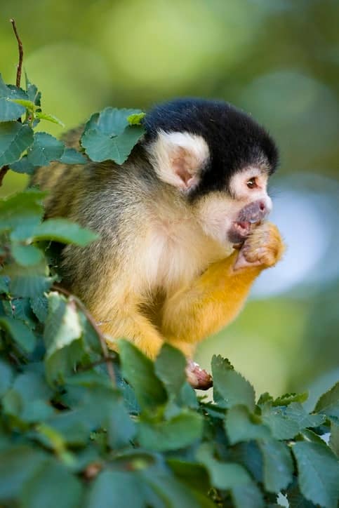 De Apenheul bezoeken tijdens een Dagje uit Gelderland