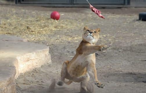 Bestudeer het gedrag van de tijgers tijdens de unieke tijger workshop
