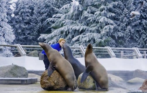 Winter Dolfinarium Harderwijk