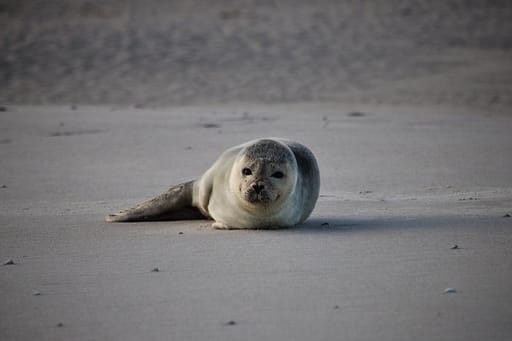 Wadden