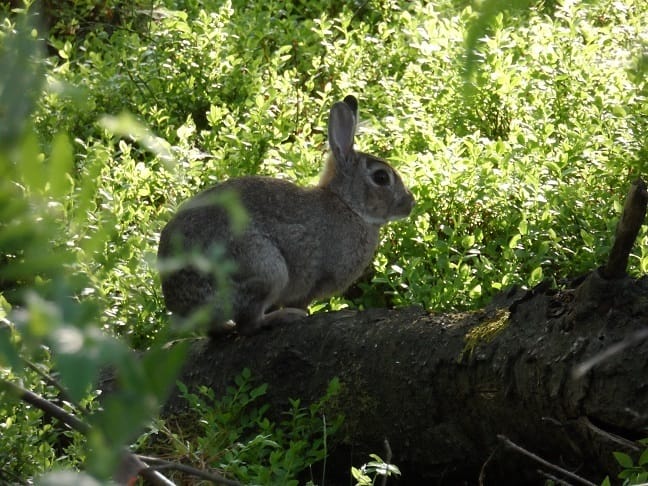 vakantiehuis-op-landgoed-valkenburg-in-ede-op-de-veluwe_27840
