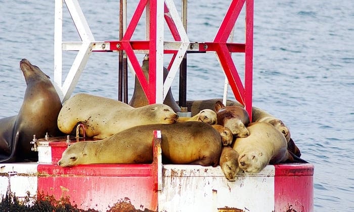 De ideale plek om te gaan wadlopen.