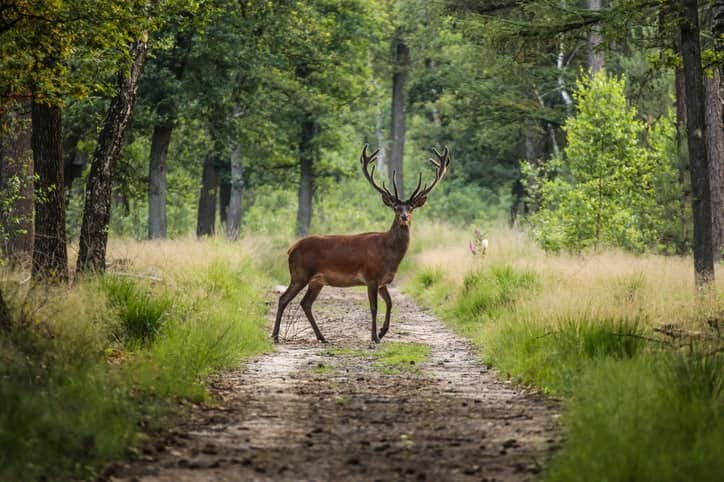 Dagje uit Gelderland naar de Hoge Veluwe