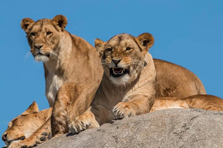 Wildlands oftwel de dierentuin Emmen