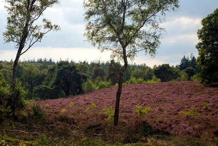 Nationaal Park de Sallandse Heuvelrug