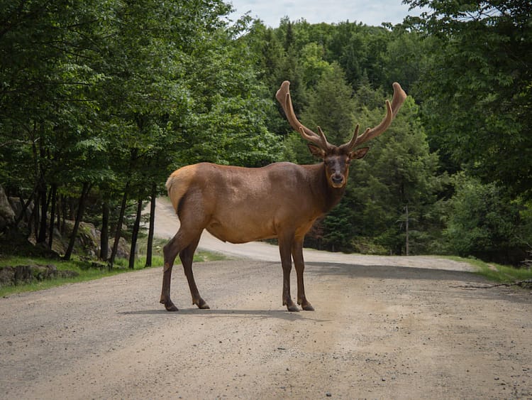 Rendier in Canada  Rendier in Canada