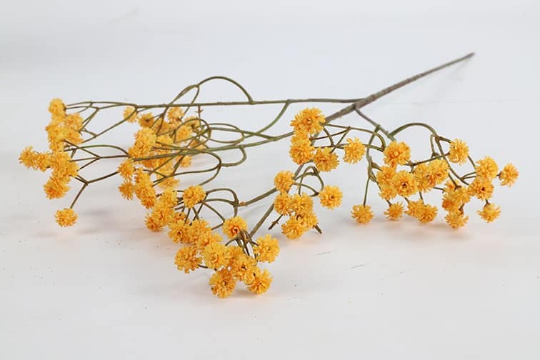 Gypsophila oranje - Afbeelding 2