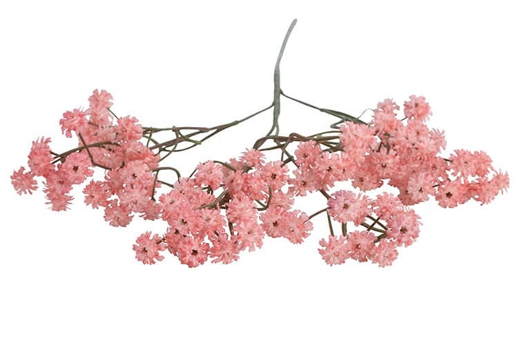 Gypsophila donker roze - Afbeelding 2