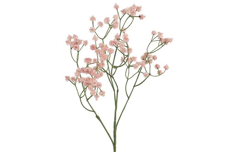 Gypsophila roze