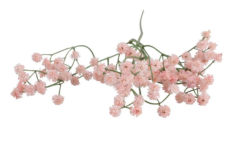 Gypsophila roze - Afbeelding 2