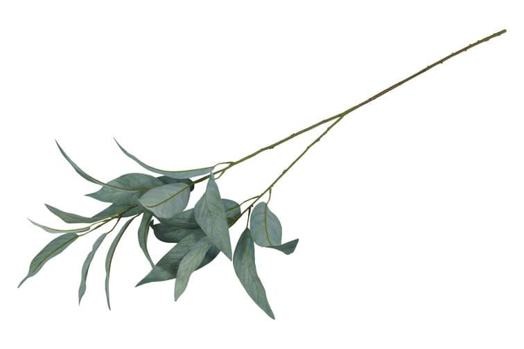 Tak Eucalyptus L - Afbeelding 2