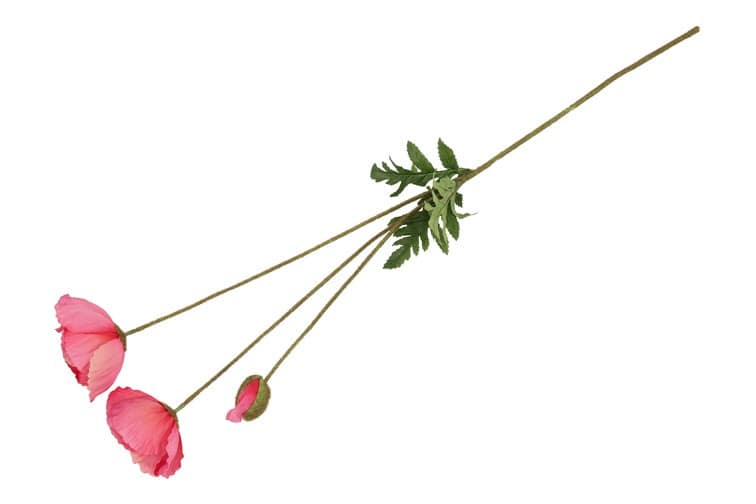 Bloem Papaver fuchsia - Afbeelding 2