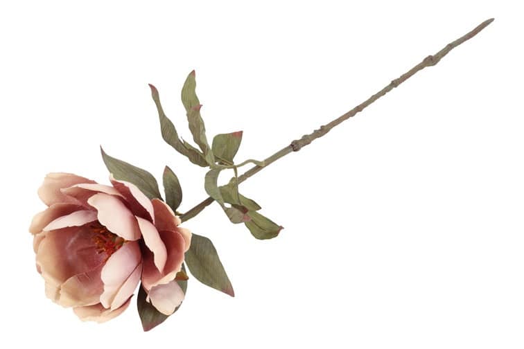 Bloem Paeonia roze - Afbeelding 3