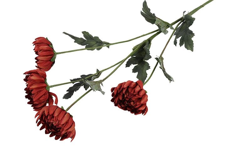 Chrysant roest - Afbeelding 2