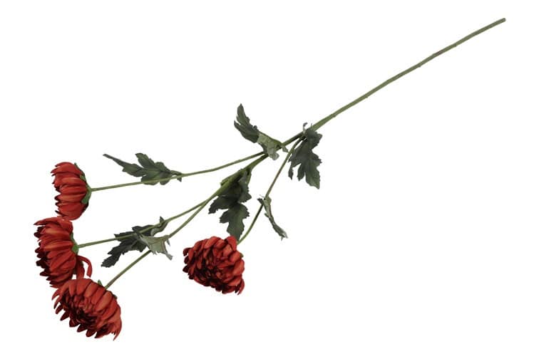 Chrysant roest - Afbeelding 3