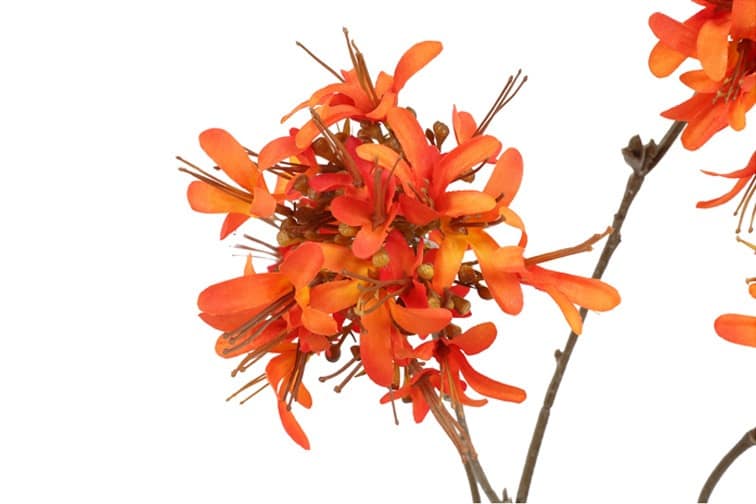 Beau Lychnis oranje - Afbeelding 2