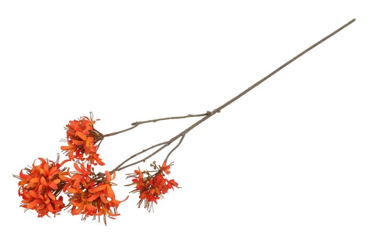 Beau Lychnis oranje - Afbeelding 3