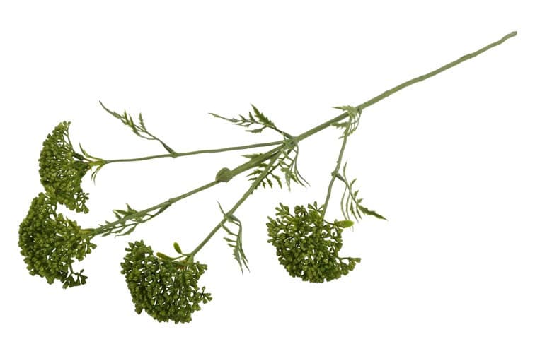 Bloem Anthriscus groen - Afbeelding 3