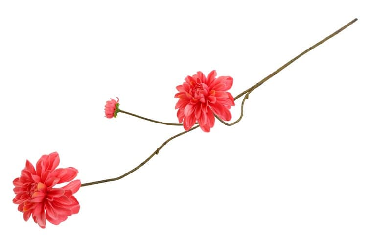 Bloem Dahlia roze - Afbeelding 3