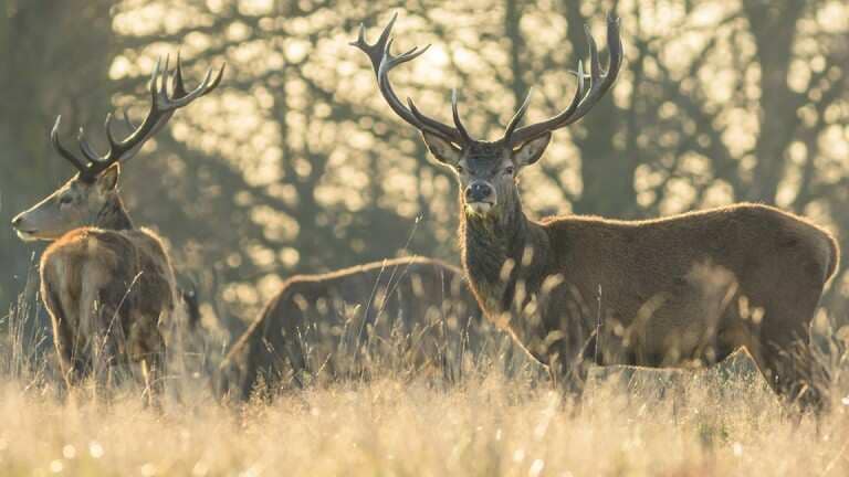 203350_c42f59686c8edf996bf75ad3032d0feb