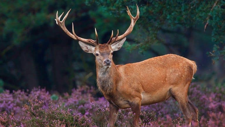 41878_5511e73c7f44c8fde6b9940fc40fc339