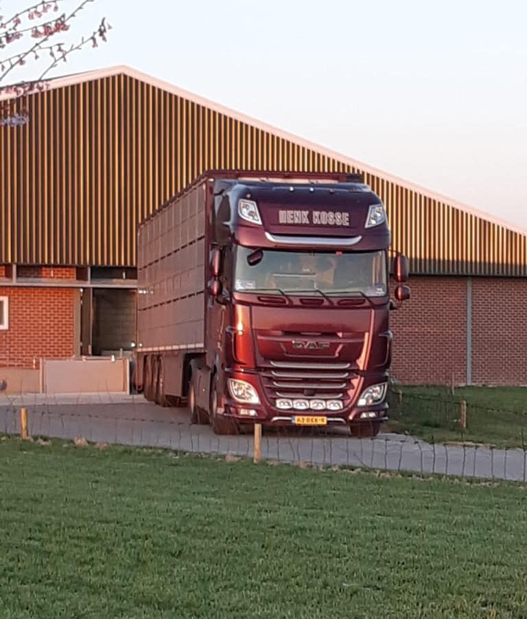 Vrachtwagen Daf biggentransport