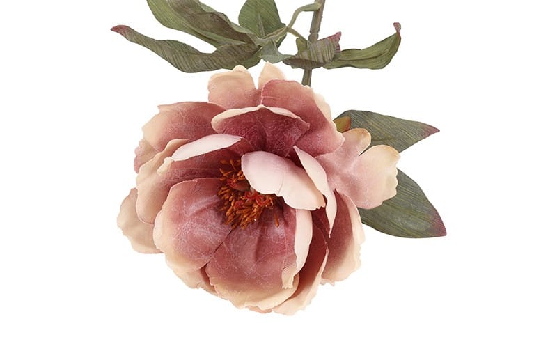 Bloem Paeonia roze - Afbeelding 2