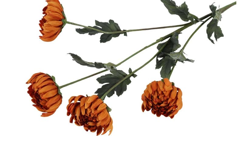 Chrysant oranje - Afbeelding 2